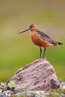 Bar-tailed Godwit (Limosa lapponica) male, Finnmark, Norway Bar-tailed Godwit (Limosa lapponica) male, Finnmark, Norway