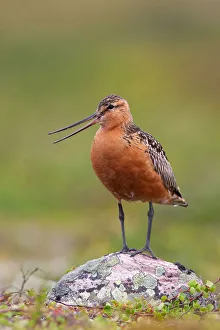 Bar-tailed Godwit (Limosa lapponica) male calling, Finnmark, Norway Bar-tailed Godwit (Limosa lapponica) male calling, Finnmark, Norway