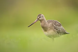 Bar-tailed Godwit (Limosa lapponica), St. Gallen, Switzerland Bar-tailed Godwit (Limosa lapponica), St. Gallen, Switzerland