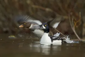 Barrows Goldeneye (Bucephala islandica), British Columbia, Canada Barrows Goldeneye (Bucephala islandica), British Columbia, Canada
