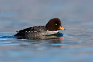 Barrows Goldeneye (Bucephala islandica) female, British Columbia, Canada Barrows Goldeneye (Bucephala islandica) female, British Columbia, Canada