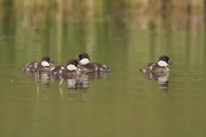 Barrows Goldeneye (Bucephala islandica) juvenile, British Columbia, Canada Barrows Goldeneye (Bucephala islandica) juvenile, British Columbia, Canada