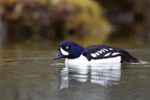 Barrows Goldeneye (Bucephala islandica) male, Iceland Barrows Goldeneye (Bucephala islandica) male, Iceland