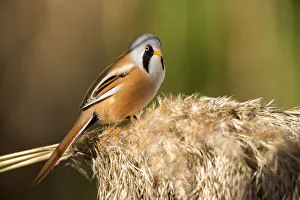 Bearded Reedling (Panurus biarmicus) male perched on reed, Castile-La Mancha, Spain Bearded Reedling (Panurus biarmicus) male perched on reed, Castile-La Mancha, Spain
