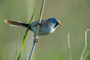 Bearded Reedling (Panurus biarmicus) male, Schleswig-Holstein, Germany Bearded Reedling (Panurus biarmicus) male, Schleswig-Holstein, Germany