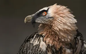 Bearded Vulture in Print: Captive, Lower Saxony, Germany