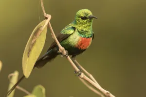 Beautiful Sunbird (Cinnyris pulchellus) male, Gambia Beautiful Sunbird (Cinnyris pulchellus) male, Gambia