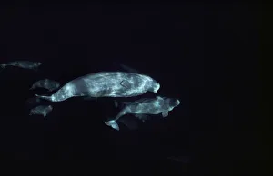 Beluga (Delphinapterus leucas) group underwater Beluga (Delphinapterus leucas) group underwater