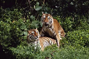 Images Dated 25th November 1998: Bengal Tiger (Panthera tigris tigris) pair mating, captive animal, Hilo Zoo, Hawaii
