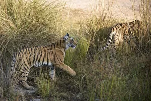 Ranthambhore National Park Gallery: Bengal tiger (Panthera tigris tigris) cubs on the move, India, Rajasthan