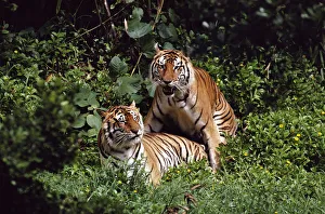 Bengal Tiger (Panthera tigris tigris) pair mating, captive animal, Hilo Zoo, Hawaii Bengal Tiger (Panthera tigris tigris) pair mating, captive animal, Hilo Zoo, Hawaii
