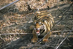 Madhya Gallery: Bengal tiger (Panthera tigris tigris) snarling, India, Madhya Pradesh