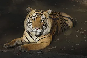 Madhya Gallery: Bengal Tiger (Panthera tigris tigris) in water, India, Madhya Pradesh, Bandhavgarh