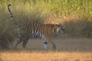 Madhya Gallery: Bengal Tigress (Panthera tigris) is marking her territory while crossing an open field