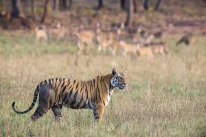 Madhya Gallery: Bengal tigress (Panthera tigris tigris) being watched by chital / spotted deer (Axis axis