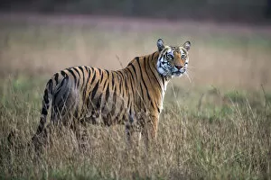 Madhya Gallery: Bengal tigress (Panthera tigris tigris) in meadow, India, Madhya Pradesh