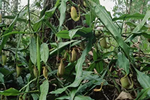 Images Dated 9th October 2001: Bicalcarata Pitcher Plants, grows as vines, Brunei, Borneo