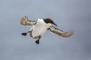 Common Murre in Flight Print, Farne Islands