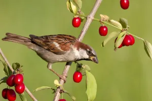 House Sparrow Print: Male Bird in St. Gallen, Switzerland
