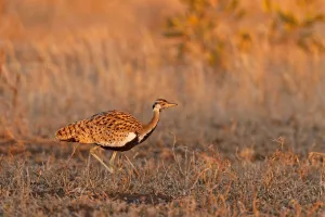 Black-bellied Bustard (Lissotis melanogaster), Kruger Park, South Africa Black-bellied Bustard (Lissotis melanogaster), Kruger Park, South Africa
