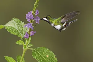 Black-bellied Thorntail (Discosura langsdorffi), Ecuador Black-bellied Thorntail (Discosura langsdorffi), Ecuador