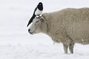 Black-billed Magpie (Pica pica) on sheep in snow, Den Helder, Noord-Holland