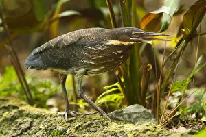Black Bittern (Dupetor flavicollis), Singapore Black Bittern (Dupetor flavicollis), Singapore