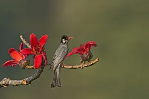 Black Bulbul (Hypsipetes leucocephalus), Darjeeling, India Black Bulbul (Hypsipetes leucocephalus), Darjeeling, India