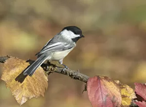 Black Capped Chickadee Collection: Black-capped Chickadee (Poecile atricapillus) perched on a branch, Saskatchewan, Canada