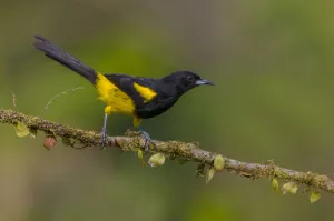 Black-cowled Oriole (Icterus prosthemelas) perched on a branch, Alajuela, Costa Rica Black-cowled Oriole (Icterus prosthemelas) perched on a branch, Alajuela, Costa Rica