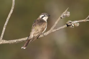 Black-eared Cuckoo (Chrysococcyx osculans) perched on a branch, Victoria, Australia Black-eared Cuckoo (Chrysococcyx osculans) perched on a branch, Victoria, Australia