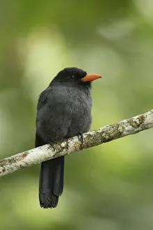Black-fronted Nunbird (Monasa nigrifrons), Ecuador Black-fronted Nunbird (Monasa nigrifrons), Ecuador