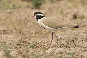 Black-headed Lapwing (Vanellus tectus), Gambia Black-headed Lapwing (Vanellus tectus), Gambia