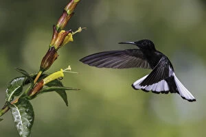 Atlantic Rainforest Gallery: Black Jacobin (Florisuga fusca) flying and feeding at a flower, Atlantic rainforest