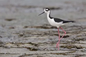 Black-necked Stilt (Himantopus mexicanus), Ecuador Black-necked Stilt (Himantopus mexicanus), Ecuador
