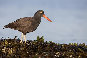 Black Oystercatcher (Haematopus bachmani), Washington, USA Black Oystercatcher (Haematopus bachmani), Washington, USA
