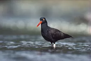 Images Dated 22nd May 1998: Black Oystercatcher (Haematopus bachmani) wading in water, searching for food, Vancouver Island