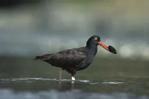 Images Dated 22nd May 1998: Black Oystercatcher (Haematopus bachmani) with mussel in its beak, Vancouver Island