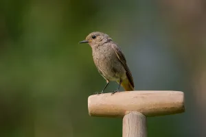 Black Redstart (Phoenicurus ochruros) female perched on spade handle in backyard, Saxony Black Redstart (Phoenicurus ochruros) female perched on spade handle in backyard, Saxony