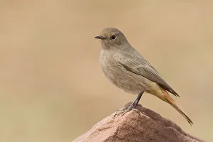 Black Redstart (Phoenicurus ochruros) female, Morocco Black Redstart (Phoenicurus ochruros) female, Morocco