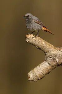 Black Redstart (Phoenicurus ochruros) male, Poland Black Redstart (Phoenicurus ochruros) male, Poland