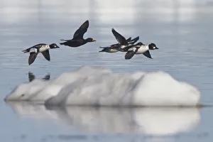 Black Scoter (Melanitta americana) flying, Manitoba, Canada Black Scoter (Melanitta americana) flying, Manitoba, Canada