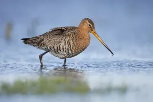 Black-tailed Godwit (Limosa limosa) male foraging, The Netherlands, Noord-Holland, Marken Black-tailed Godwit (Limosa limosa) male foraging, The Netherlands, Noord-Holland, Marken