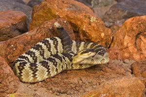 Snakes Gallery: Black-tailed Rattlesnake (Crotalus molossus), Arizona