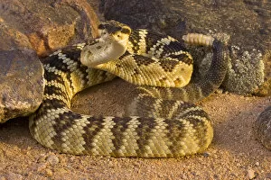 Snakes Gallery: Black-tailed Rattlesnake (Crotalus molossus) in defensive posture, Arizona