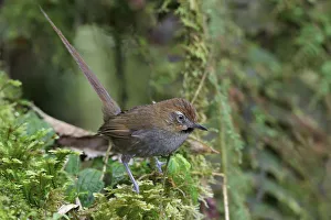 Black-throated Thistletail (Asthenes harterti), Bolivia Black-throated Thistletail (Asthenes harterti), Bolivia
