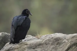 Cathartidae Gallery: Black Vulture (Coragyps atratus) captive, North Rhine-Westphalia, Germany