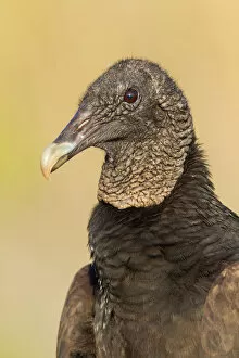 Cathartidae Gallery: Black Vulture (Coragyps atratus), Florida, USA
