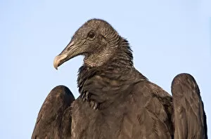 Cathartidae Gallery: Black Vulture (Coragyps atratus), Texas, USA