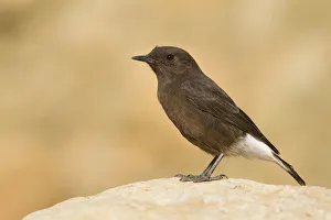 Black Wheatear (Oenanthe leucura) female, Morocco Black Wheatear (Oenanthe leucura) female, Morocco